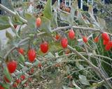 Owoce kolcowoju pospolitego, autor: Sten Porse,
źródło: http://commons.wikimedia.org/wiki/File:Lycium-barbarum-fruits.JPG
dostęp 4.11.2013